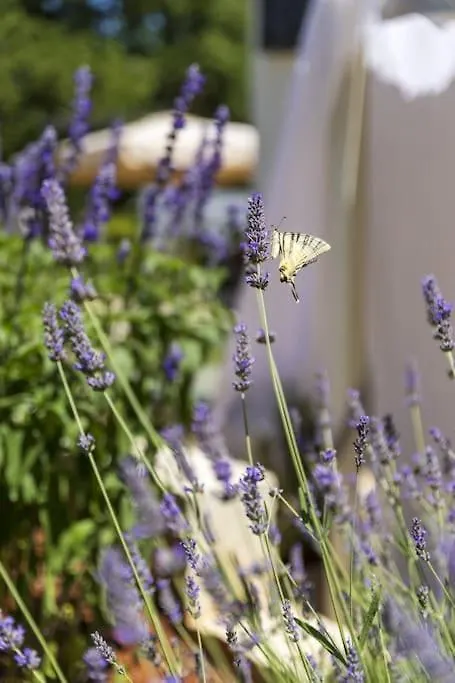 Luxury Villa Cetiri Hrasta Pićan